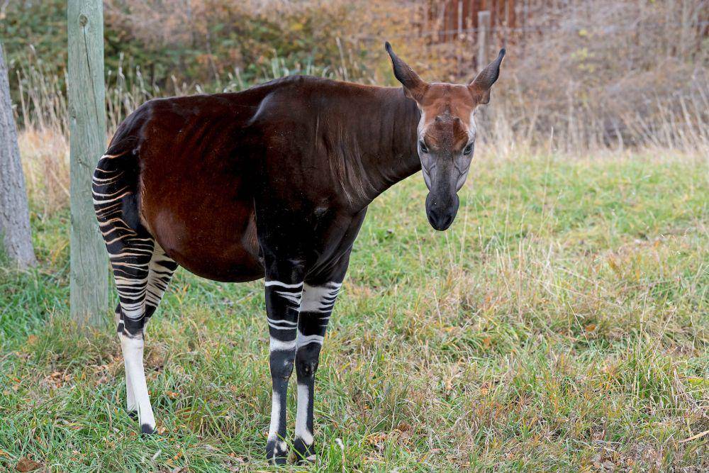 Okapi (pexels.com/Mike Kit)