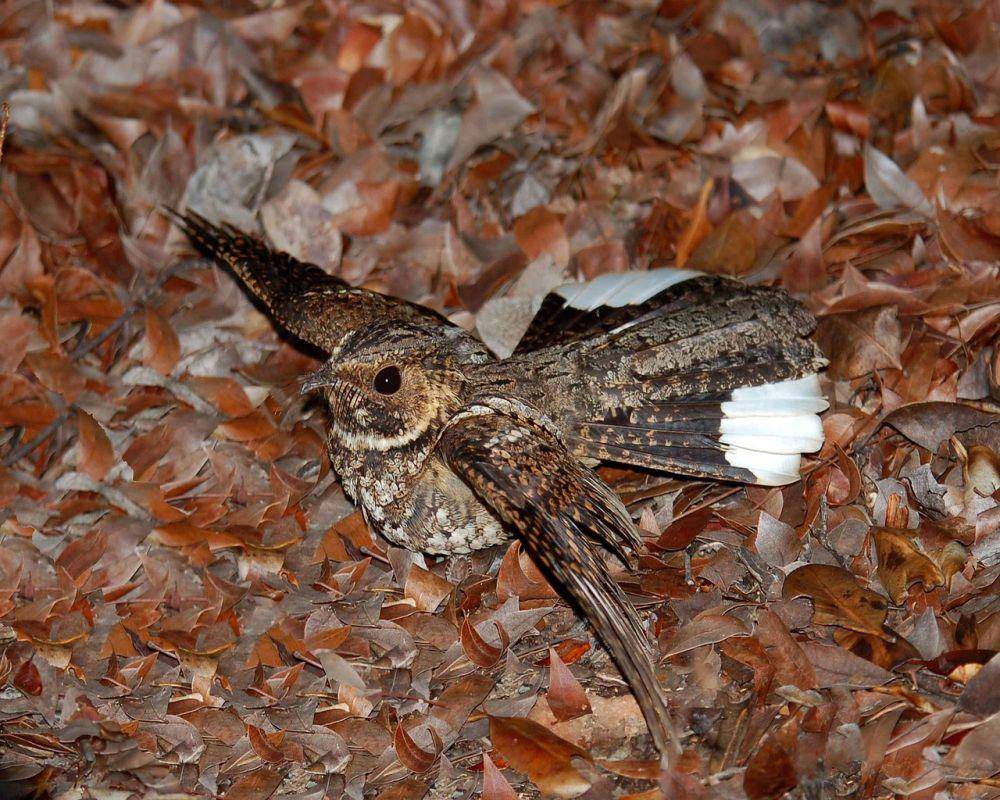 Burung cabak (pixabay.com/PublicDomainPictures)
