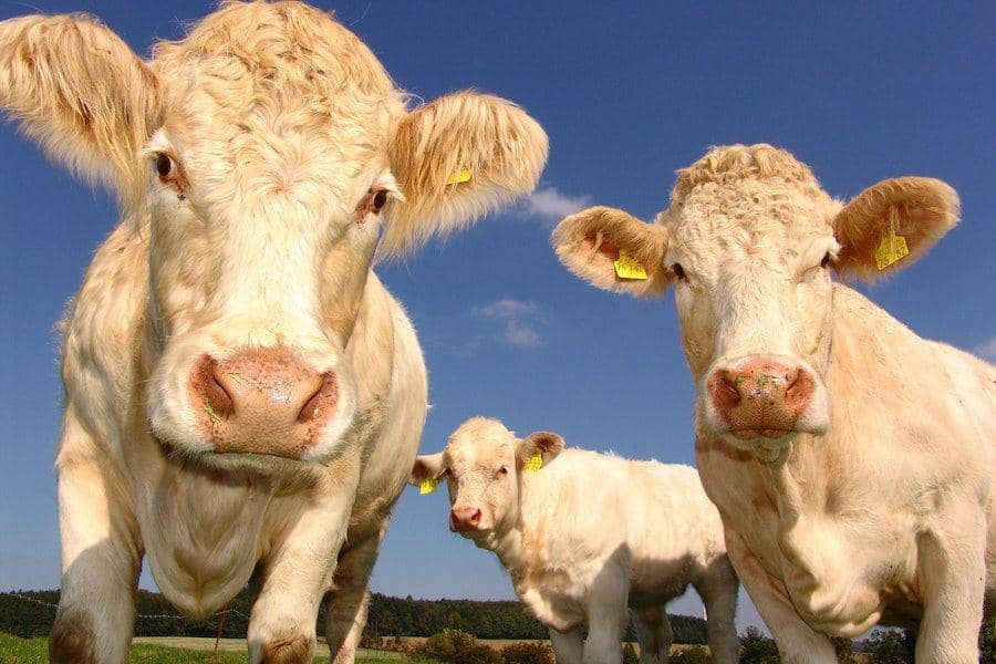 Sejarah Antraks, Penyakit Zoonosis dari Ribuan Tahun Silam