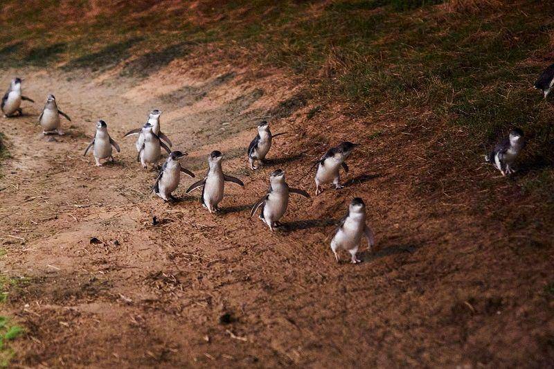 Pinguin kecil Australia (Dok. Australian Tourism)