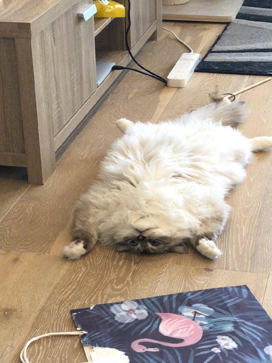 potret kucing menyamar jadi keset kaki (reddit.com/user/wiselyexplain48)