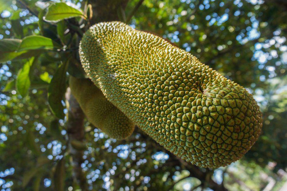 buah cempedak (pixabay.com/najibzamri)