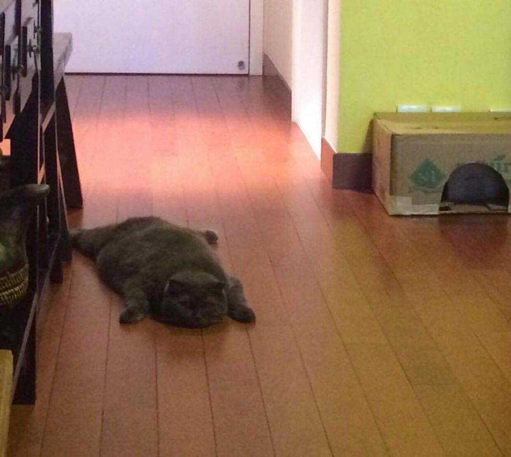 potret kucing menyamar jadi keset kaki (reddit.com/user/beautytofu)