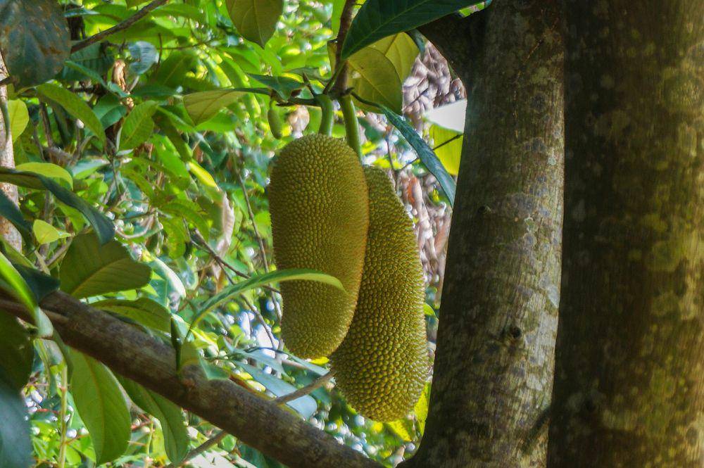 buah cempedak (pixabay.com/najibzamri)