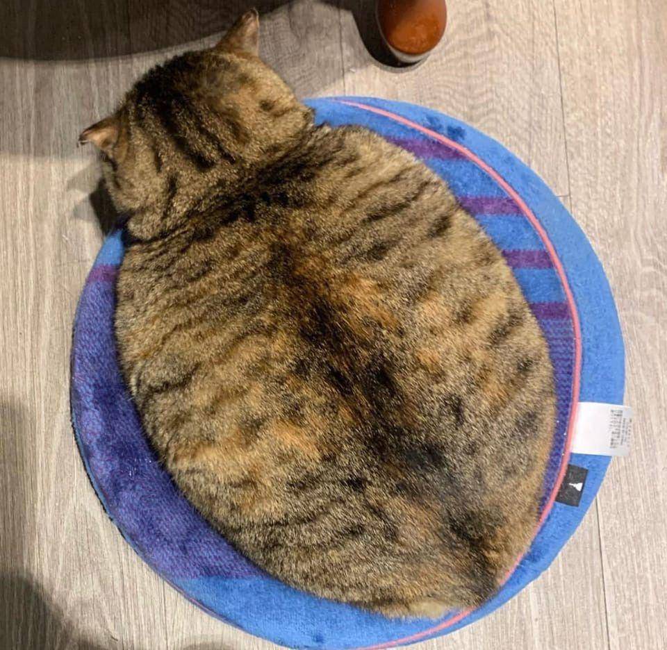 potret kucing menyamar jadi keset kaki (reddit.com/user/fat_old_boy)