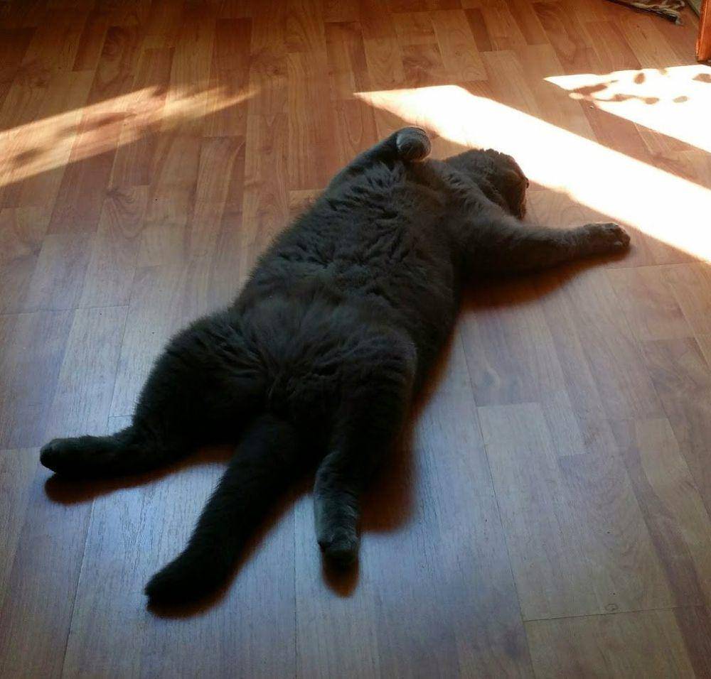 potret kucing menyamar jadi keset kaki (reddit.com/user/-MGP-)