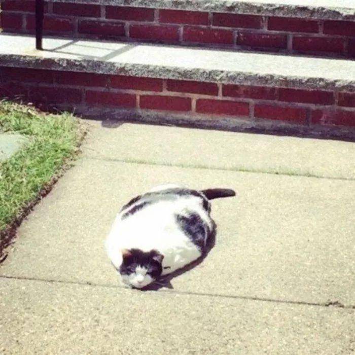 potret kucing menyamar jadi keset kaki (reddit.com/user/DepartureCapital3828)