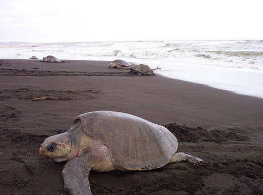 penyu lekang sedang bersarang di sebuah pantai di Kosta Rika (commons.wikimedia/ Laranapeleona)