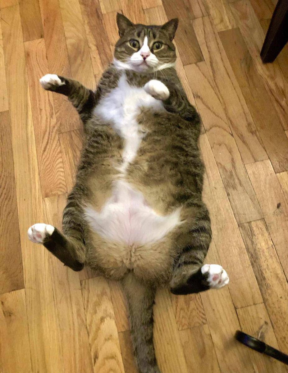 potret kucing menyamar jadi keset kaki (reddit.com/user/shigbee517)