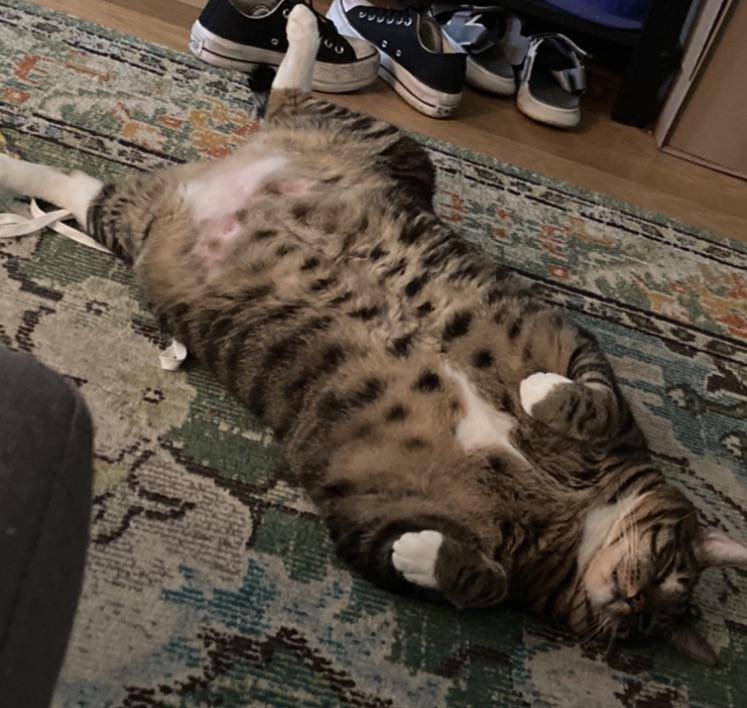 potret kucing menyamar jadi keset kaki (reddit.com/user/V_Val_Valerie)