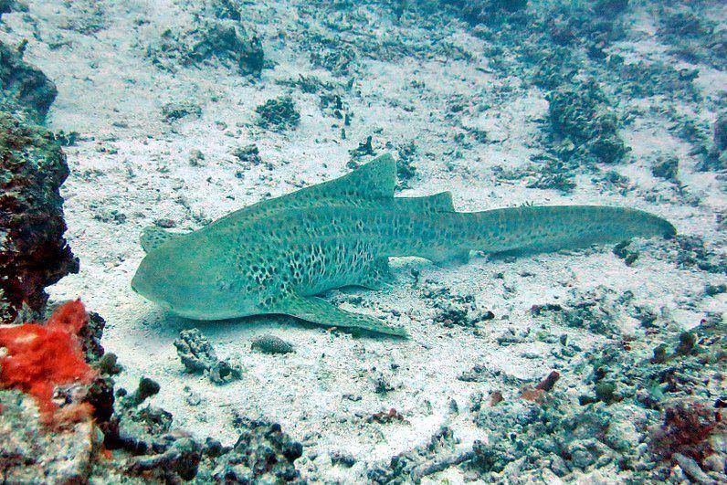 hiu zebra di Maladewa (commons.wikimedia.org/Julien Bidet)