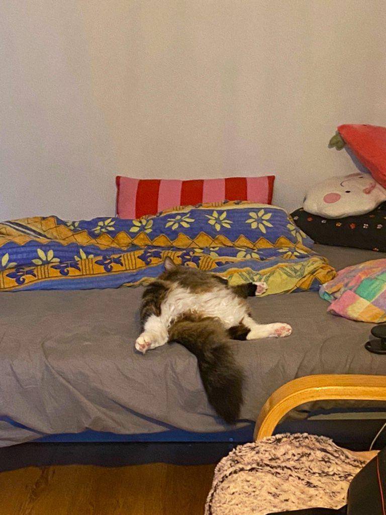 potret kucing menyamar jadi keset kaki (reddit.com/user/yoondzidzi)
