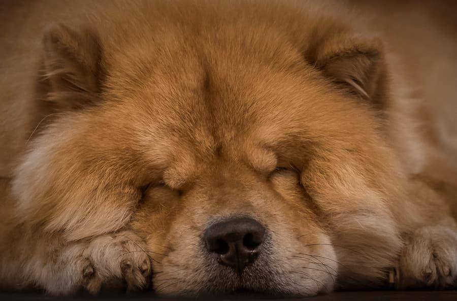 ilustrasi anjing Chow-Chow (unsplash.com/Omid Armin)