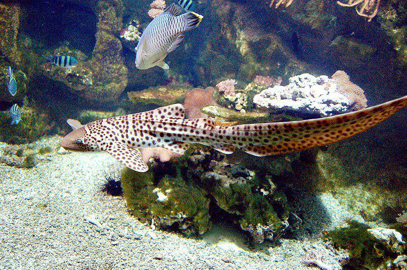 hiu zebra di Aquarium Tropical, Paris`(commons.wikimedia.org/KoS)