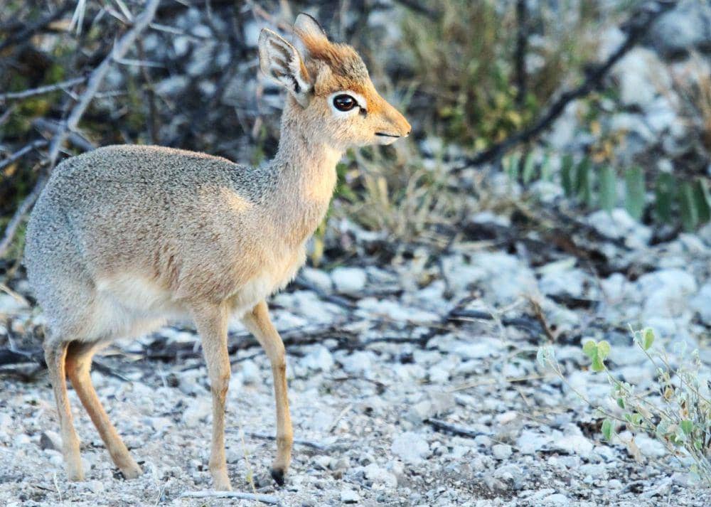 Dik-dik (pixabay.com/Tobi)