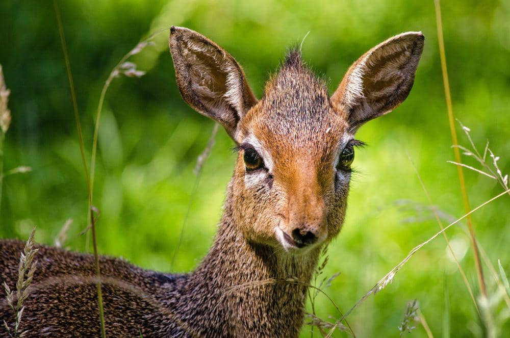 Dik-dik (pixabay.com/Kevin Philips)