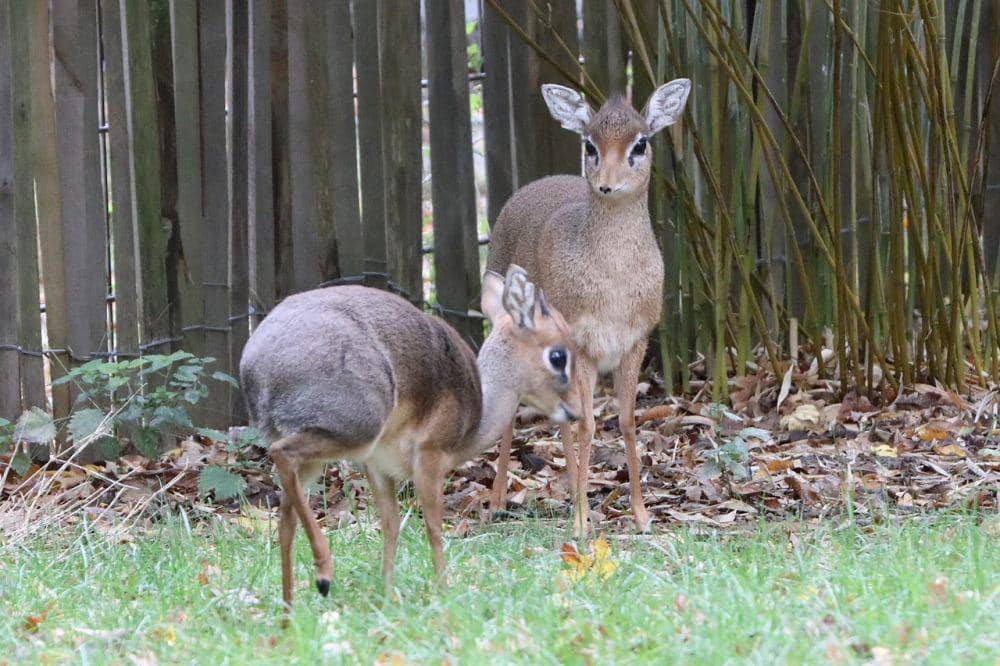 Dik-dik (pixabay.com/Sven)
