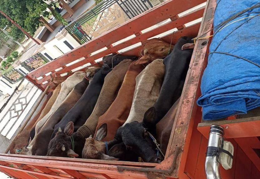 Penahanan 4,7 ton daging dan jeroan Balai Karantina Pertanian Lampung di Pelabuhan Bakauheni. (DOK. Karantina Lampung).