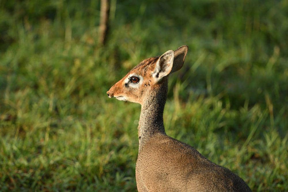 Kirk's dk-dik (pixabay.com/xiSerge)