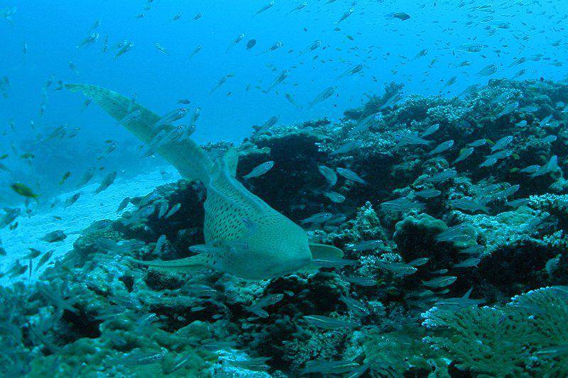 hiu zebra di terumbu karang (commons.wikimedia.org/TANAKA Juuyoh (田中十洋))