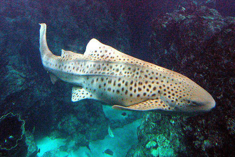 hiu zebra di akuarium Oceanopolis, Perancis (commons.wikimedia.org/Thesupermat)