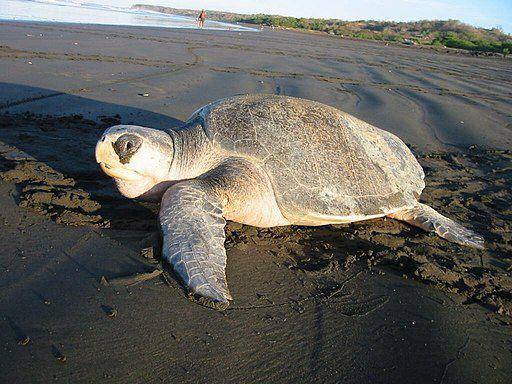penyu lekang (commons.wikimedia/ Brad Flickinger)