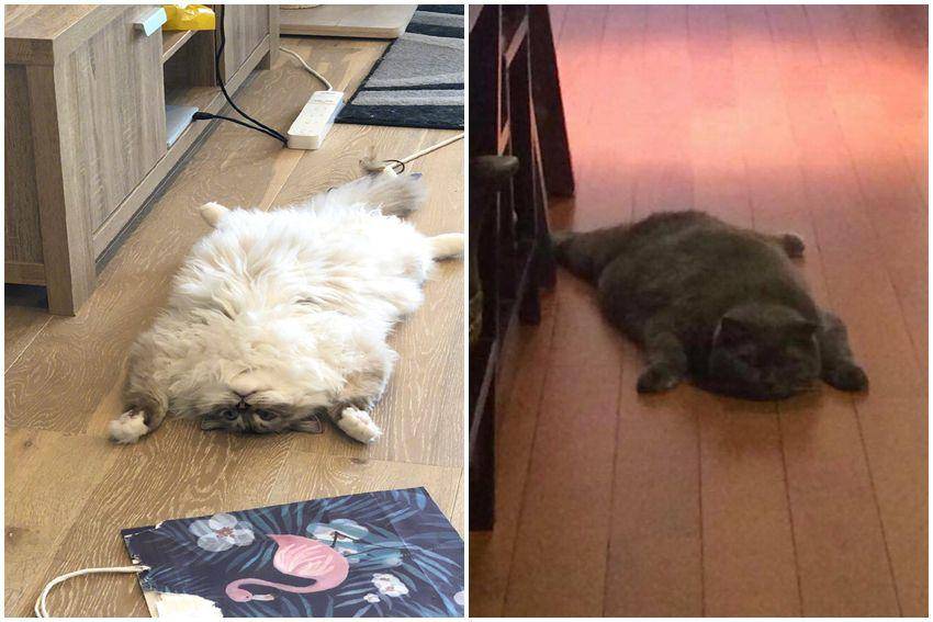 kolase potret kucing menyamar jadi keset kaki (reddit.com/user/wiselyexplain48 | reddit.com/user/beautytofu)