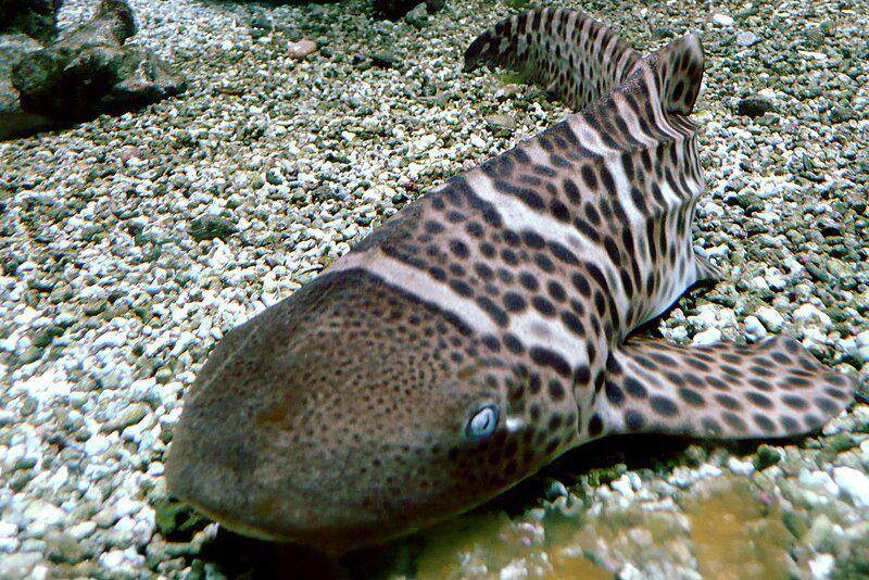 hiu zebra berusia muda dengan corak garis-garis putih (commons.wikimedia.org/Liné1)
