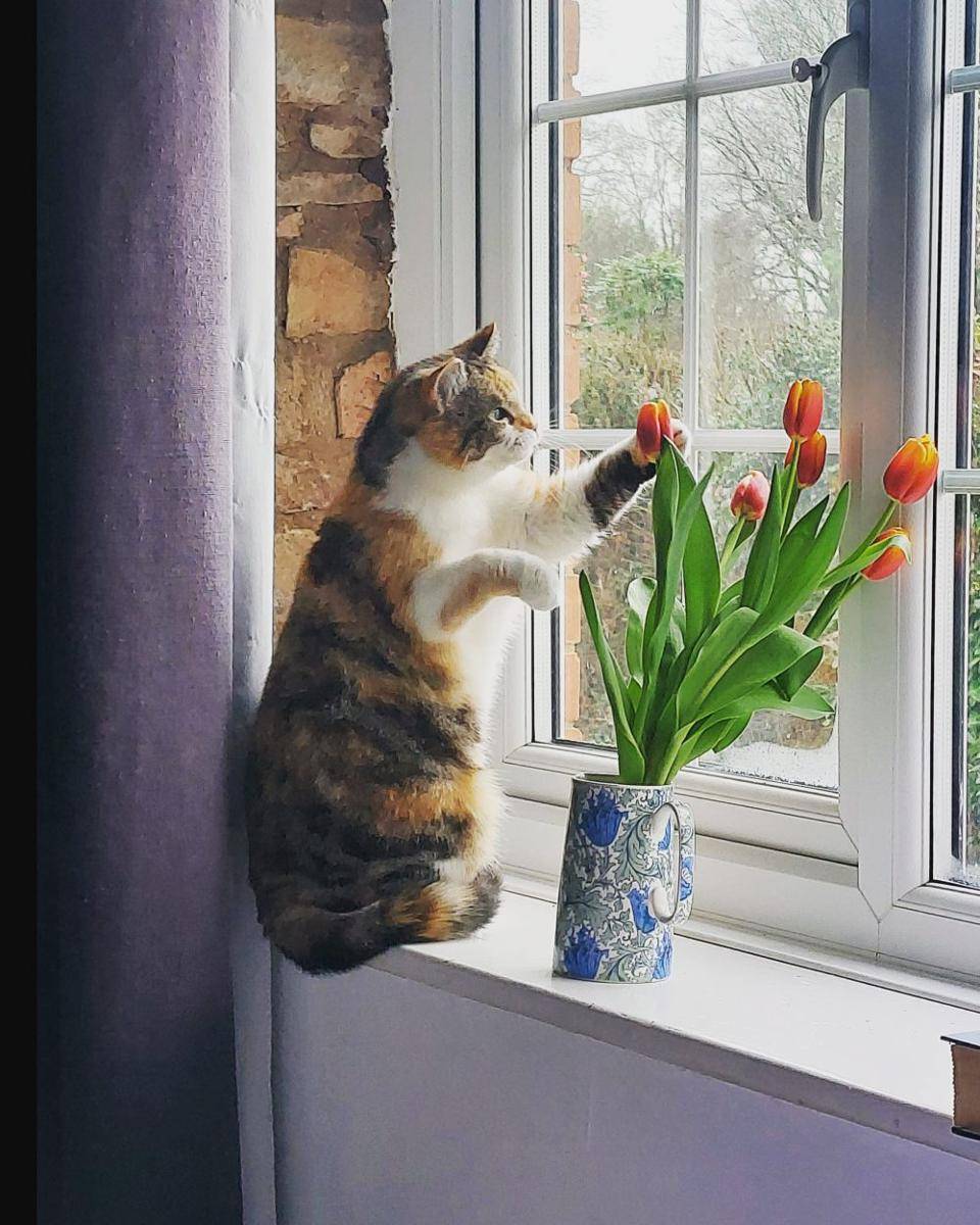 potret kucing kerja jadi penjual bunga (reddit.com/user/DevonSwede)