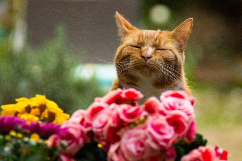 potret kucing kerja jadi penjual bunga (reddit.com/user/dayofthe_misanthrope)