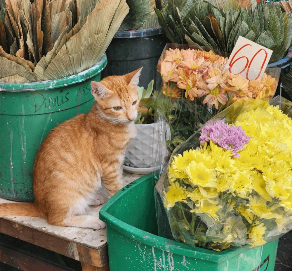 potret kucing kerja jadi penjual bunga (reddit.com/user/crammingcal)