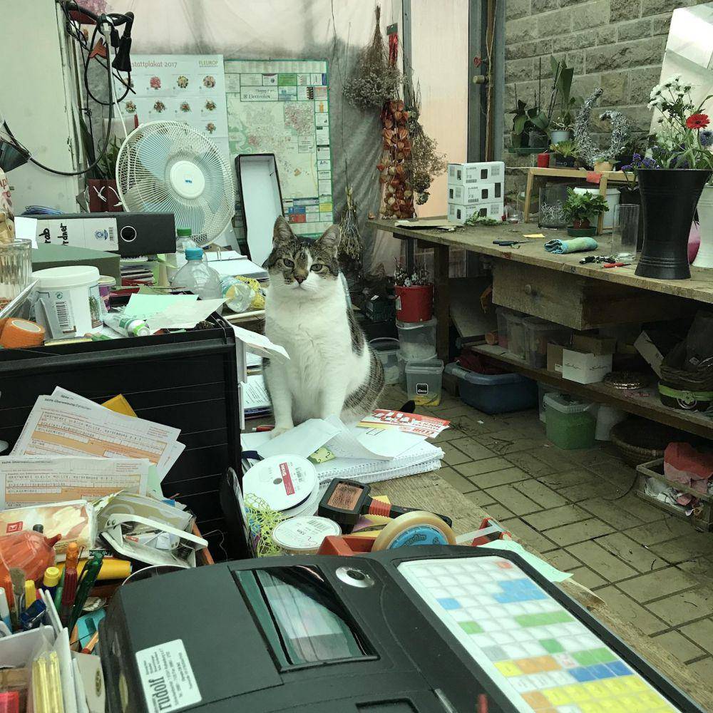 potret kucing kerja jadi penjual bunga (reddit.com/user/oldgrimalkin)