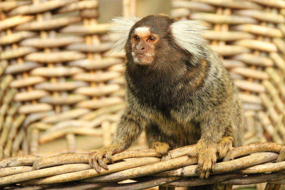 Common marmoset (pixabay.com/meineresterampe)
