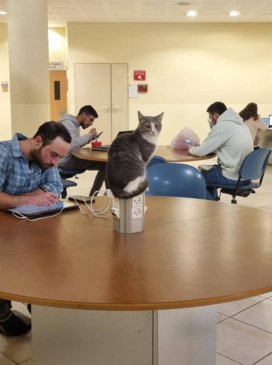 potret kucing di terminal listrik (twitter.com/insominya)