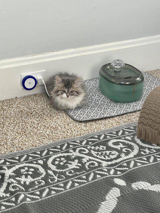 potret kucing di dekat terminal listrik (twitter.com/onlycatreal)