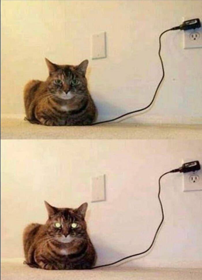 potret kucing dekat kabel charger dan terminal listrik (twitter.com/AKBrews)