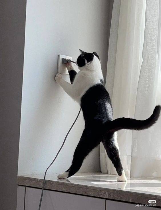 potret kucing di terminal listrik (twitter.com/CatWorkers)