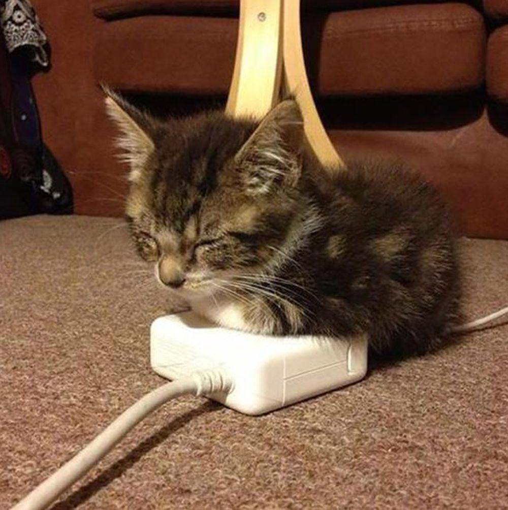 potret kucing di dekat kabel charger (twitter.com/gentleeeeeeecat)