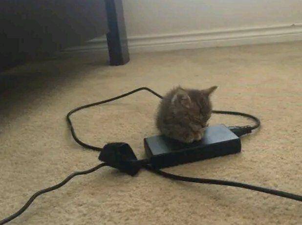 potret kucing di dekat kabel charger (twitter.com/catshouldnt)