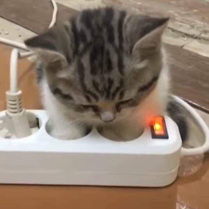 potret kucing di terminal listrik (twitter.com/kochengfs)
