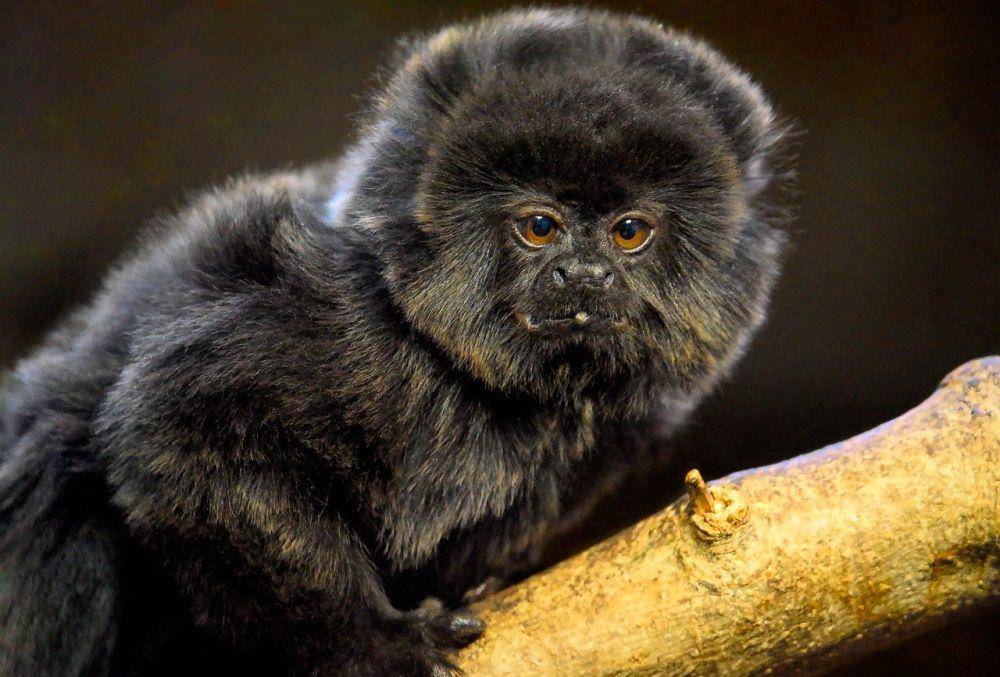 Goeldi's marmoset (pixabay.com/Angela)