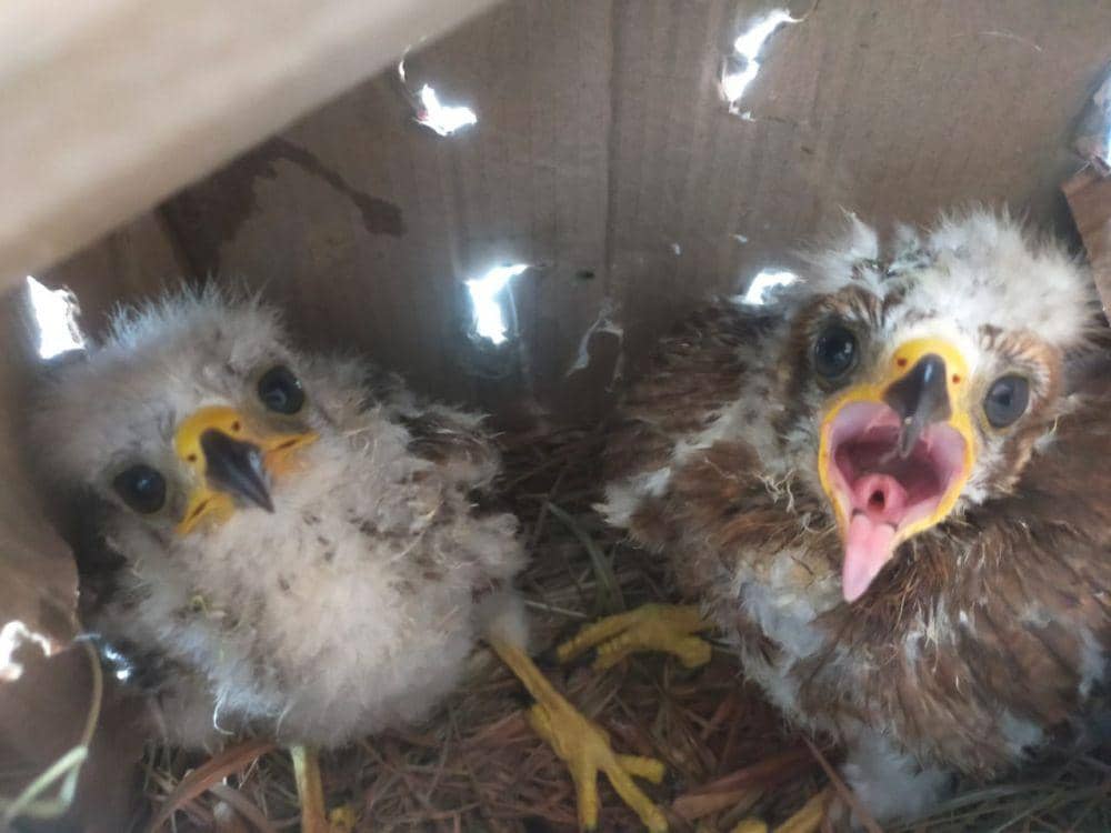 Selundupkan 6 Burung Elang, Pria Surabaya Ini Diciduk Polisi