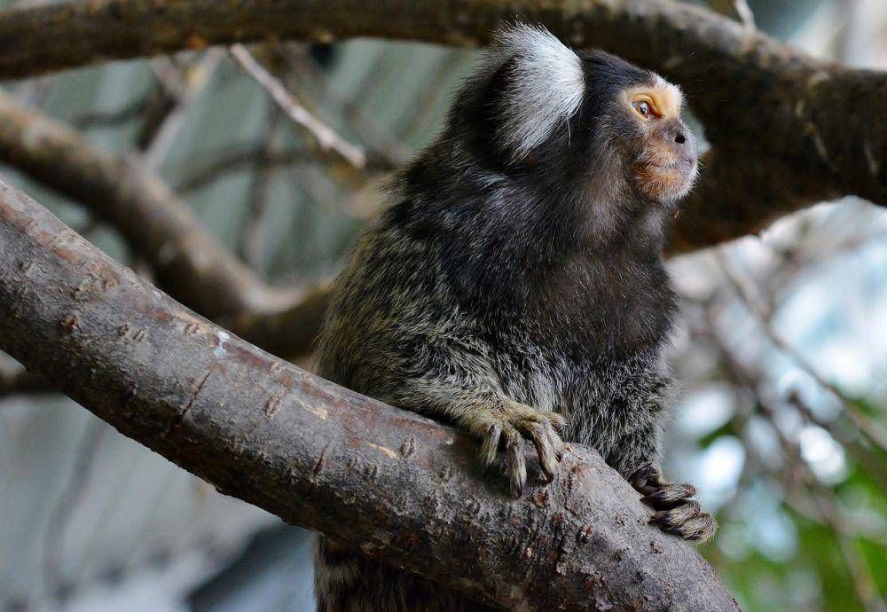 White-eared marmoset (pixabay.com/Jurgen)