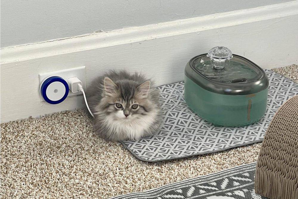 potret kucing di dekat kabel charger dan terminal listrik (twitter.com/onlycatreal)