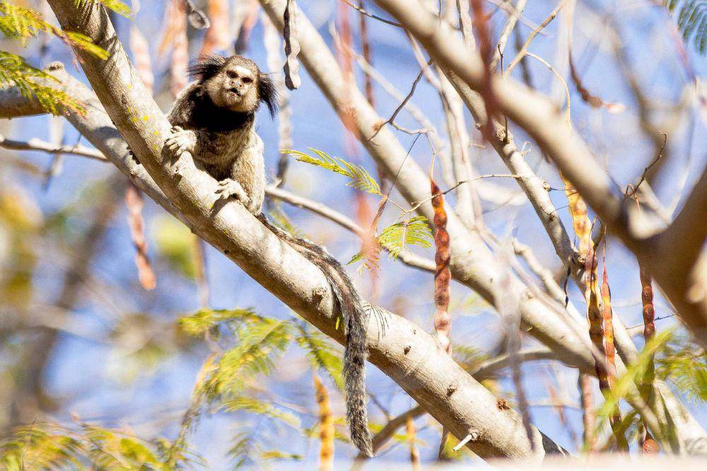 Black-tufted (pixabay.com/marcastudio)