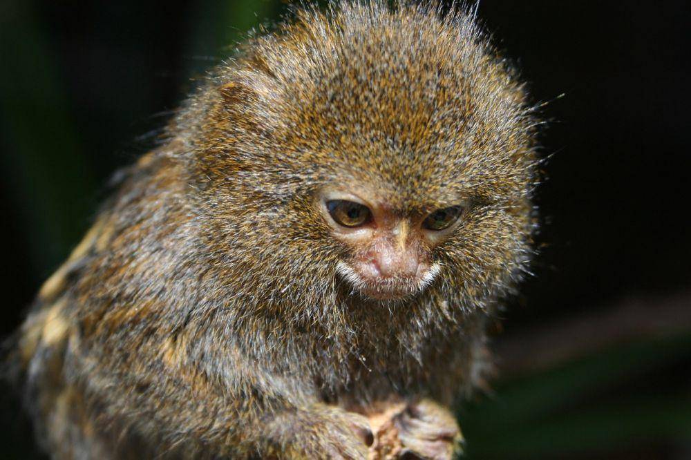 Pygmy marmoset (pixabay.com/PublicDomainPictures)