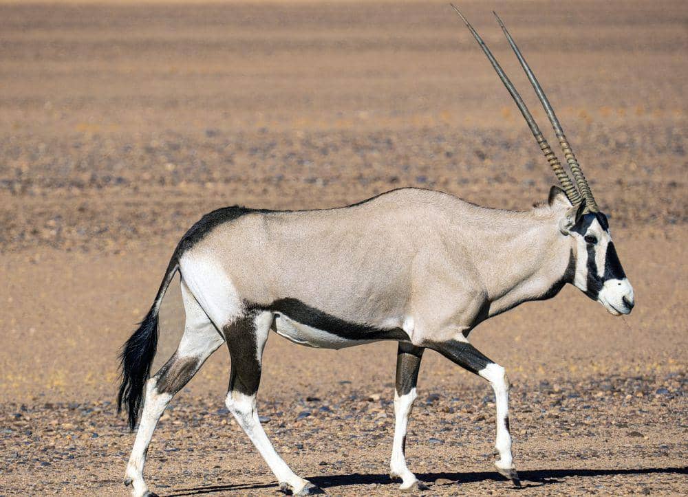 5 Fakta Menarik Oryx, Memiliki Sistem Pendinginan Tubuh yang Unik!