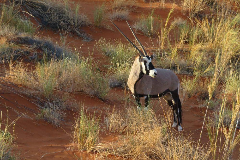 Oryx (pixabay.com/SoleneC1)