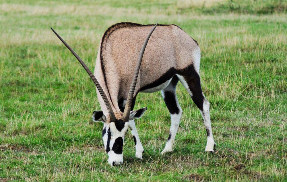 Oryx (pixabay.com/David Cardinez)