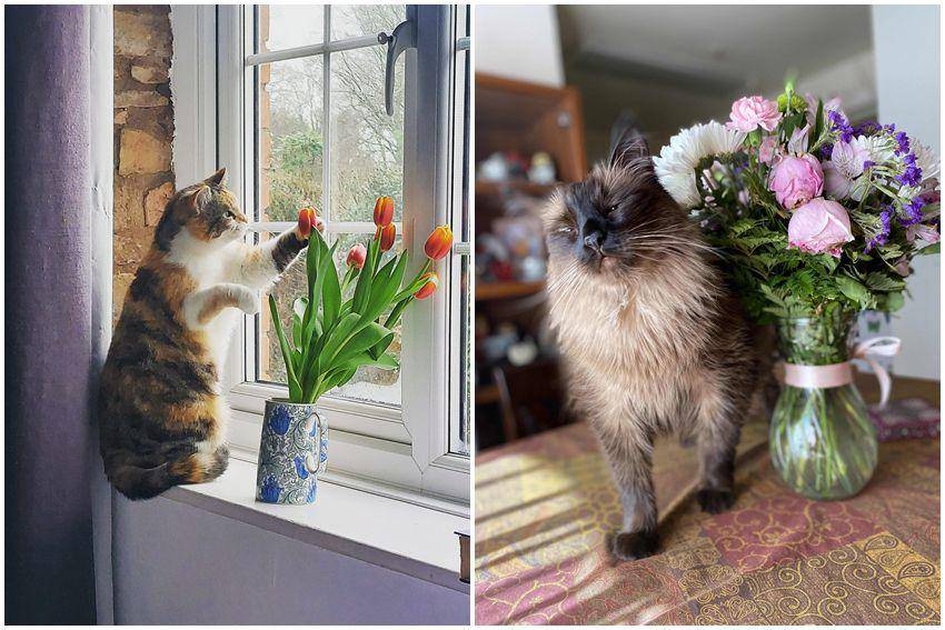kolase potret kucing kerja jadi penjual bunga (reddit.com/user/DevonSwede | reddit.com/user/TeslaPrincess69)